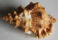 Tutufa bufo (Röding, 1798)